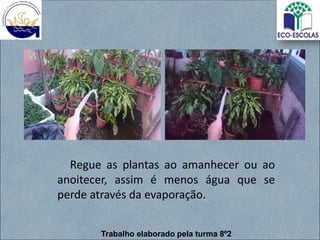 Regue as plantas ao amanhecer ou ao
anoitecer, assim é menos água que se
perde através da evaporação.
Trabalho elaborado pela turma 8º2
 