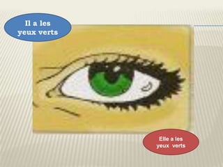 Il a les
yeux verts




              Elle a les
             yeux verts
 