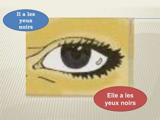 Il a les
 yeux
 noirs




            Elle a les
           yeux noirs
 
