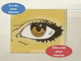 Il a les
 yeux
marron




           Elle a les
             yeux
            marron
 