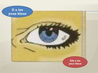Il a les
yeux bleus




              Elle a les
             yeux bleus
 