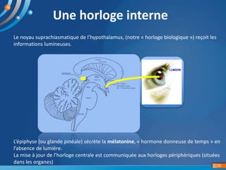 10
Une horloge interne
Le noyau suprachiasmatique de l’hypothalamus, (notre « horloge biologique ») reçoit les
information...