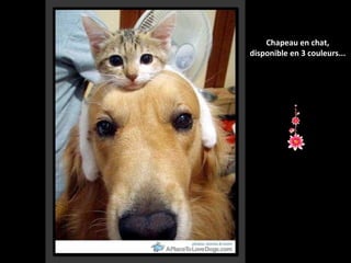 Chapeau en chat,
disponible en 3 couleurs...

 