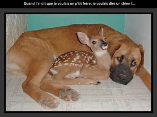 Quand j'ai dit que je voulais un p'tit frère, je voulais dire un chien !...

 