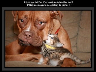 Est-ce que j'ai l'air d'un jouet à mâchouiller moi ?
C'était pas dans ma description de tâches !!

 