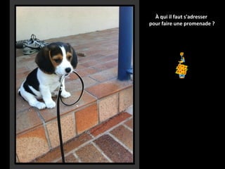 À qui il faut s'adresser
pour faire une promenade ?

 