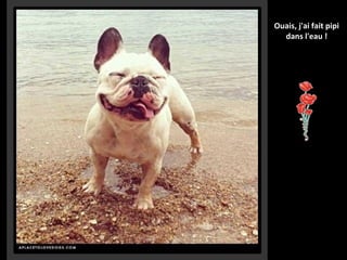 Ouais, j'ai fait pipi
dans l'eau !

 
