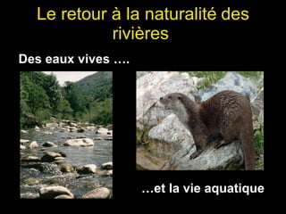 Le retour à la naturalité   des rivières  Des eaux vives …. … et la vie aquatique 