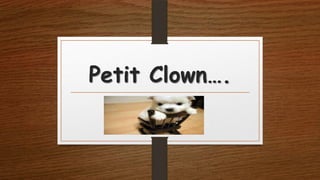 Petit Clown….

 