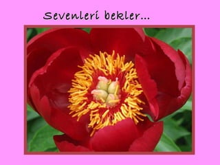 Sevenleri bekler … 