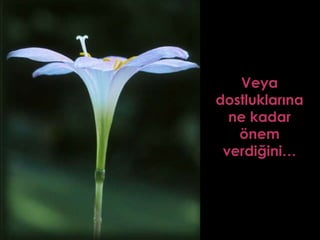 Veya dostluklarına ne kadar önem verdiğini … 