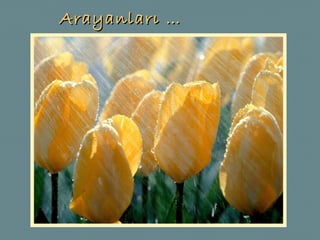 Arayanları  … 