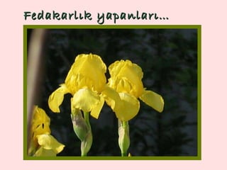 Fedakarlık yapanları … 