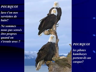 POURQUOI  lave t’on nos serviettes de bain?  Ne sommes nous pas sensés être propres quand on s'essuie avec ?  POURQUOI  les pilotes kamikazes portent-ils un casque?  