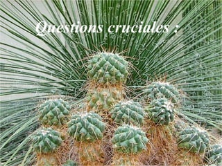 Questions cruciales :  