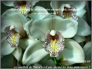 Si un mot dans le  dictionnaire est mal écrit, comment s'en apercevra-t-on ?  POURQUOI  ce couillon de Noé n'a-t-il pas  écrasé les deux moustiques ?  