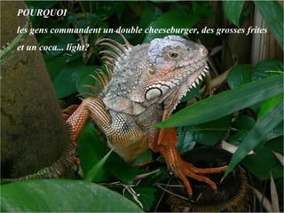 POURQUOI  les gens commandent un double cheeseburger, des grosses frites  et un coca... light?  