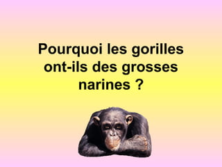 Pourquoi les gorilles
ont-ils des grosses
narines ?
 