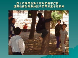 孩子的課間活動只有用爬樹來打發， 這顆松樹為無數的孩子們帶來童年的歡樂 