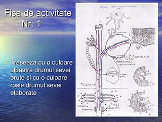 Fisa de activitateFisa de activitate
Nr. 1Nr. 1
• Traseaza cu o culoareTraseaza cu o culoare
albastra drumul seveialbastra drumul sevei
brute si cu o culoarebrute si cu o culoare
rosie drumul seveirosie drumul sevei
elaborateelaborate
 