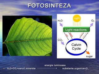FOTOSINTEZAFOTOSINTEZA
energie luminoasaenergie luminoasa
• HH22 O+COO+CO22 +saruri minerale substante organice+O+saruri minerale substante organice+O 22
 
