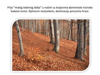Prije “malog ledenog doba” u našim su krajevima dominirale nizinske
bukove šume. Njihovim nestankom, dominaciju preuzima hrast.
 