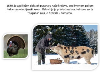 1680. je zabilježen dolazak purana u naše krajeve, pod imenom gallum
Indianum – indijanski kokot. Od svinja je prevladavala autohtona sorta
“baguna” koja je žirovala u šumama.
 