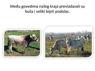 Među govedima našeg kraja prevladavali su
buša i veliki bijeli podolac.
 