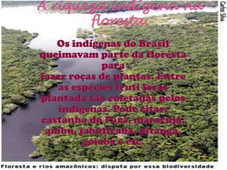 A riqueza indígena na floresta.Os indígenas do Brasil queimavam parte da floresta parafazer roças de plantas. Entre as espécies fruti feras plantada são coletadas pelos indígenas. Pode citar: castanha do Pará, maracujá, ambu, jabuticaba, pitanga, goiaba e etc. 