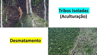 Tribos Isoladas
(Aculturação)
Desmatamento
 