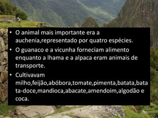• O animal mais importante era a
auchenia,representado por quatro espécies.
• O guanaco e a vicunha forneciam alimento
enquanto a lhama e a alpaca eram animais de
transporte.
• Cultivavam
milho,feijão,abóbora,tomate,pimenta,batata,bata
ta-doce,mandioca,abacate,amendoim,algodão e
coca.
 