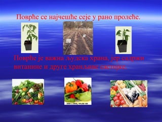 Поврће се најчешће сеје у рано пролеће. 
Поврће је важна људска храна, јер садржи 
витанине и друге хранљиве састојке. 
 