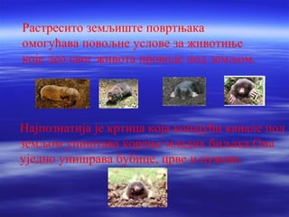 Растресито земљиште повртњака 
омогућава повољне услове за животиње 
које део свог живота проводе под земљом. 
Најпознатија је кртица која копајући канале под 
земљом уништава корење младих биљака.Она 
уједно унишрава бубице, црве и пужеве. 
 