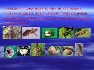 Биљкама у повртњаку велике штете наносе 
пољски мишеви, дивљи зечеви, пужеви, ровац, 
кромпирова златица, гуенице, лептира купусара 
и друге бубе. 
 