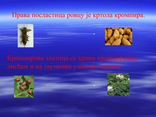 Права посластица ровцу је кртола кромпира. 
Кромпирова златица се храни кромпировим 
лисћем и на тај начин умањује принос. 
 