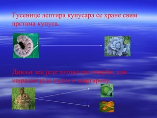 Гусенице лептира купусара се хране свим 
врстама купуса. 
Дивљи зец једе готово сво поврће, али 
најрадие једе купус и шаргарепу. 
 