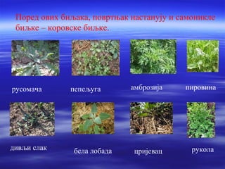 Поред ових биљака, повртњак настанују и самоникле 
биљке – коровске биљке. 
русомача пепељуга амброзија пировина 
дивљи слак бела лобада цријевац рукола 
 