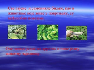 Све гајене и самоникле биљке, као и 
животиње које живе у повртњаку, су 
међусобно повезане. 
Оне зависе једне од друггих и чине једну 
животну заједницу. 
 