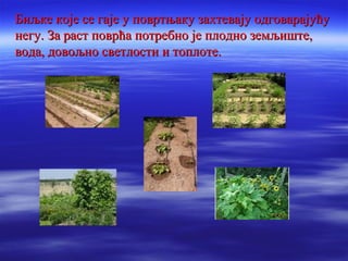 Биљке које се гаје у повртњаку ззааххттеевваајјуу ооддггоовваарраајјуућћуу 
ннееггуу.. ЗЗаа рраасстт ппооввррћћаа ппооттррееббнноо јјее ппллоодднноо ззееммљљиишшттее,, 
ввооддаа,, ддооввоољљнноо ссввееттллооссттии ии ттооппллооттее.. 
 
