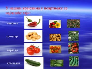У нашим крајевима у повртњаку се 
најчешће гаји: 
паприка 
кромпир 
парадајз 
краставац 
 