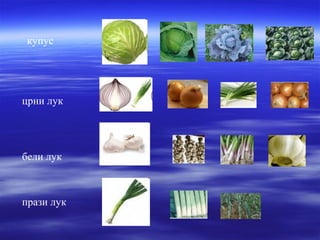 купус 
црни лук 
бели лук 
прази лук 
 
