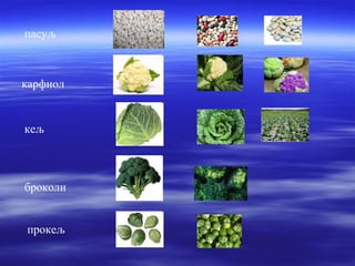 пасуљ 
карфиол 
кељ 
броколи 
прокељ 
 