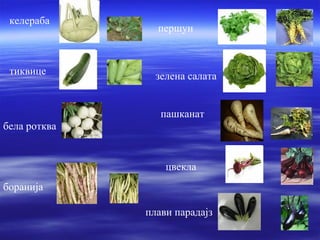 келераба 
першун 
тиквице зелена салата 
бела ротква 
пашканат 
цвекла 
боранија 
плави парадајз 
 