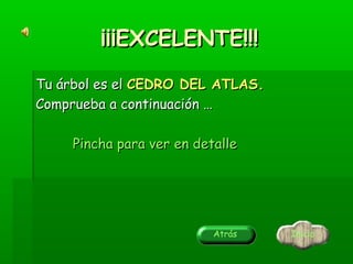 ¡¡¡EXCELENTE!!!
Tu árbol es el CEDRO DEL ATLAS.
Comprueba a continuación …
Pincha para ver en detalle

Atrás

Inicio

 