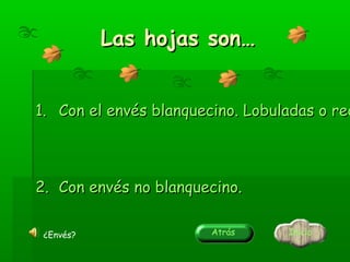 Las hojas son…

1. Con el envés blanquecino. Lobuladas o red

2. Con envés no blanquecino.
¿Envés?

Atrás

Inicio

 