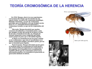 TEORÍA CROMOSÓMICA DE LA HERENCIA
• En 1910, Morgan, observó en sus experimentos
con la mosca del vinagre que los machos de esta
especie tenían tres pares de cromosomas homólogos,
llamados autosomas, y un par de cromosomas
parecidos, pero no idénticos, a los que designó con las
letras X e Y y denominó heterocromosomas o
cromosomas sexuales, ya que son los responsables del
sexo.
• Más tarde, Morgan descubrió que muchos
caracteres hereditarios se transmiten juntos, como
por ejemplo, el color del cuerpo de la mosca, el color
de los ojos, el tamaño de las alas, etc. Después de
efectuar numerosos cruces comprobó que había
cuatro grupos de genes que se heredaban ligados.
• Se llegó a la conclusión de que los genes estaban
en los cromosomas y que estos se encontraban en el
mismo cromosoma tendían a heredarse juntos, por los
que se denominó genes ligados.
• Posteriormente, Morgan determinó que los genes
se localizan sobre los cromosomas de forma lineal y
que el intercambio de fragmentos de cromosomas se
corresponde con el fenómeno de la recombinación.
También afirmó que los cromosomas conservan la
información genética y la transmiten de generación en
generación mediante la mitosis.
 