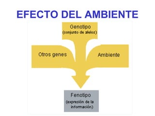 EFECTO DEL AMBIENTE
 