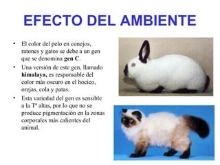 EFECTO DEL AMBIENTE
• El color del pelo en conejos,
ratones y gatos se debe a un gen
que se denomina gen C.
• Una versión de este gen, llamado
himalaya, es responsable del
color más oscuro en el hocico,
orejas, cola y patas.
• Esta variedad del gen es sensible
a la Tª altas, por lo que no se
produce pigmentación en la zonas
corporales más calientes del
animal.
 