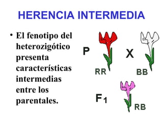 HERENCIA INTERMEDIA
• El fenotipo del
heterozigótico
presenta
características
intermedias
entre los
parentales.
 