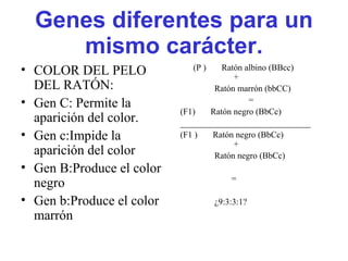 Genes diferentes para un
mismo carácter.
• COLOR DEL PELO
DEL RATÓN:
• Gen C: Permite la
aparición del color.
• Gen c:Impide la
aparición del color
• Gen B:Produce el color
negro
• Gen b:Produce el color
marrón
(P ) Ratón albino (BBcc)
+
Ratón marrón (bbCC)
=
(F1) Ratón negro (BbCc)
______________________________
(F1 ) Ratón negro (BbCc)
+
Ratón negro (BbCc)
=
¿9:3:3:1?
 